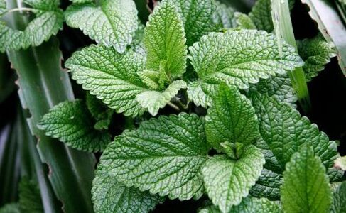 Menta contra parasitos
